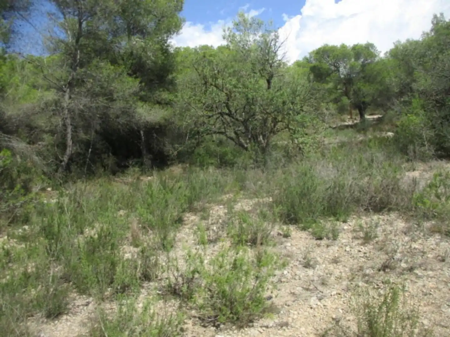 Rural land for sale in Calle Sebastia Riera, imagen 9
