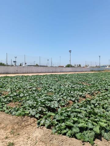 Casa-chalet en Venta en El Castellar i l'Oliverar