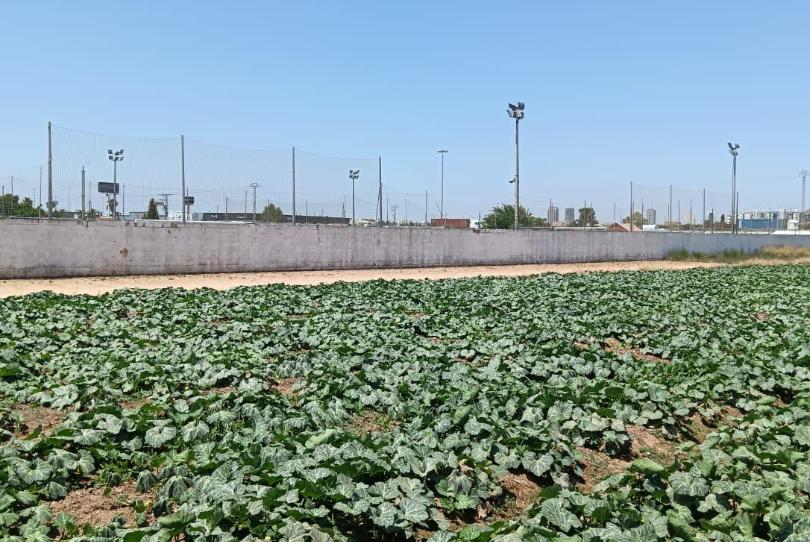 Photo 1 of House or chalet for sale in El Castellar i l'Oliverar, Valencia