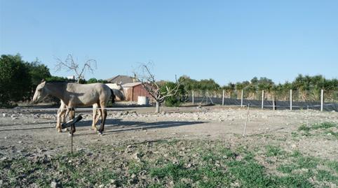 Foto 3 de Finca rústica en venda a La Jara, Sanlúcar de Barrameda