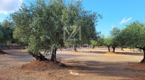 FINCA RUSTICA EN VENTA EN ULLDECONA