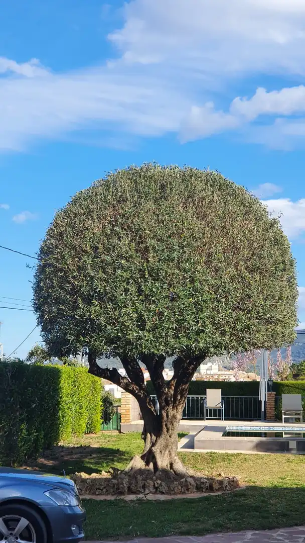 Jardín de Casa o chalet en venta en L'Alcúdia de Crespins con Piscina