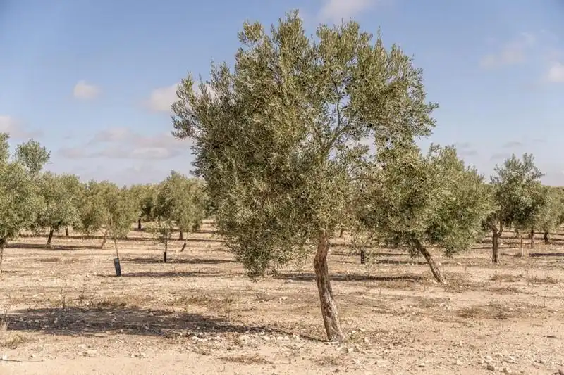Land for sale in Alamedilla