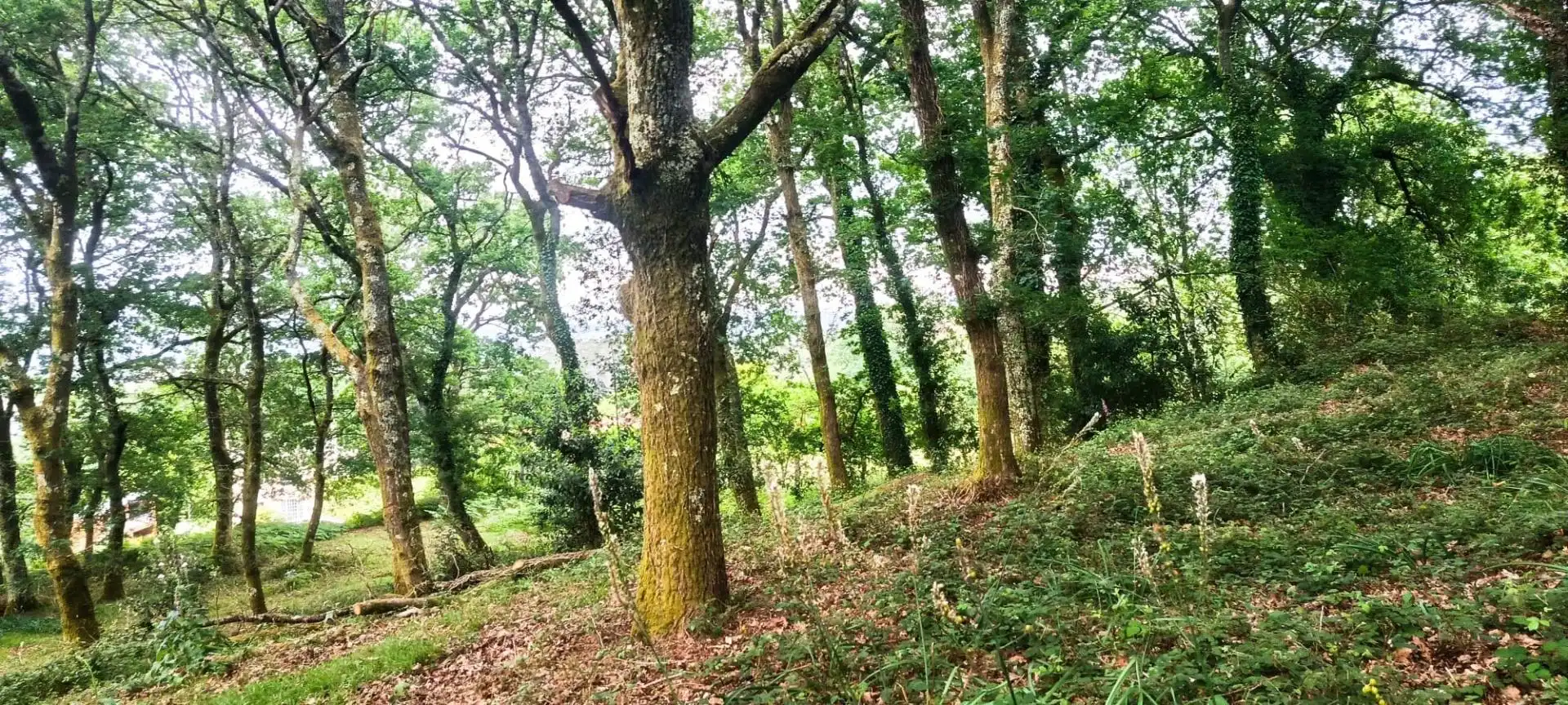 Finca rústica en venta en A Estrada 