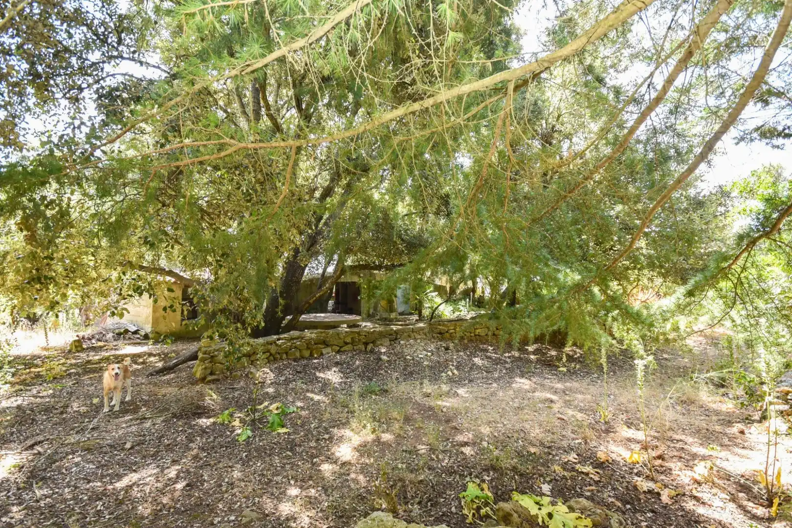 Jardín de Finca rústica en venta en Puigpunyent con Trastero