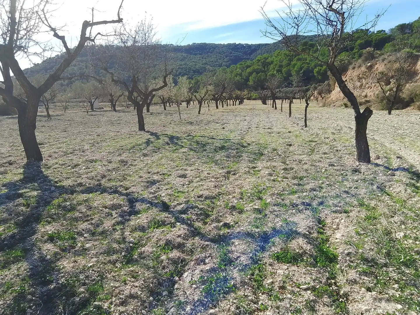 Terreno rustico in vendita a Carrer la Creu, imagen 13