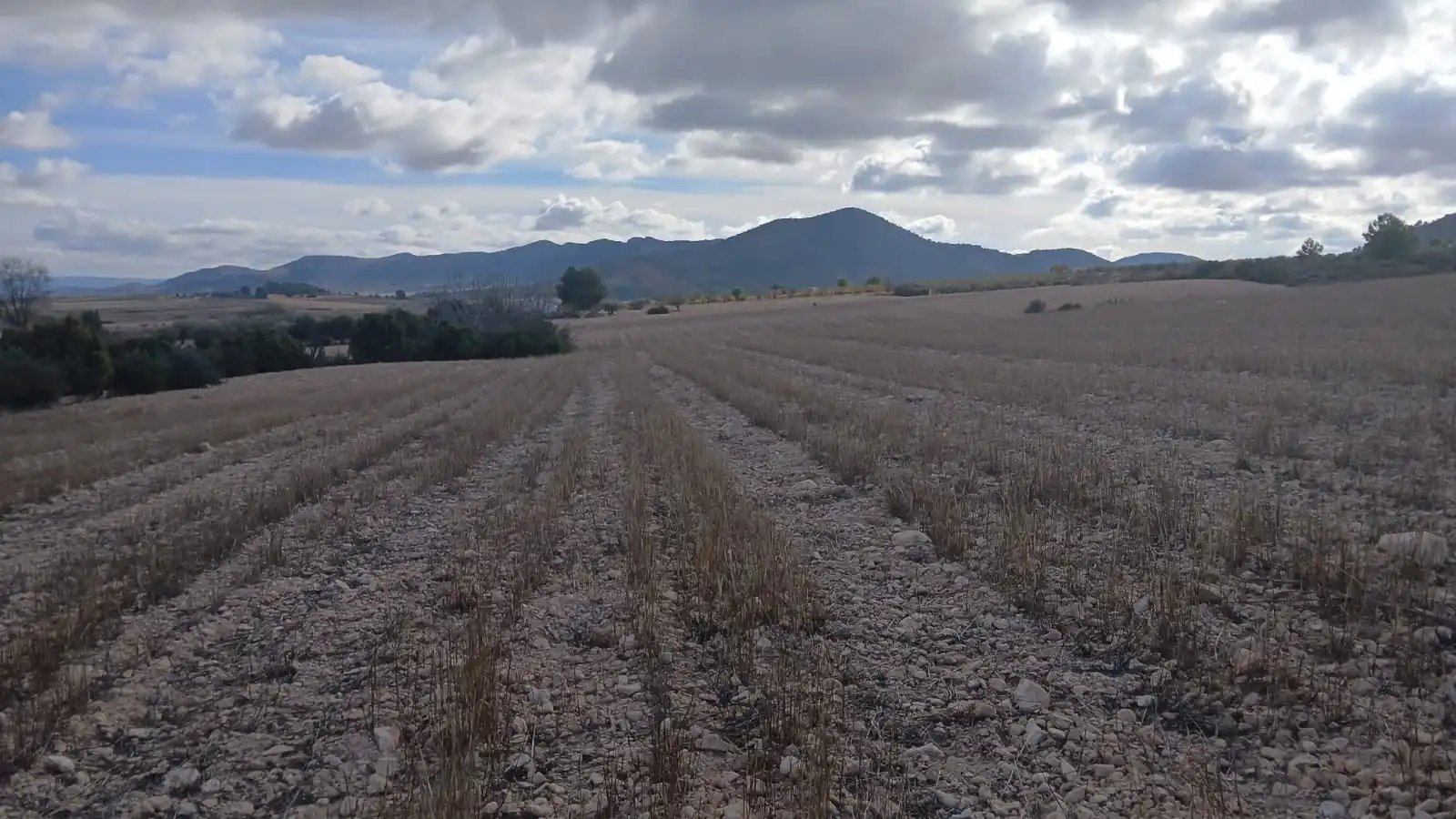 Residential land for sale in Yecla, imagen 23