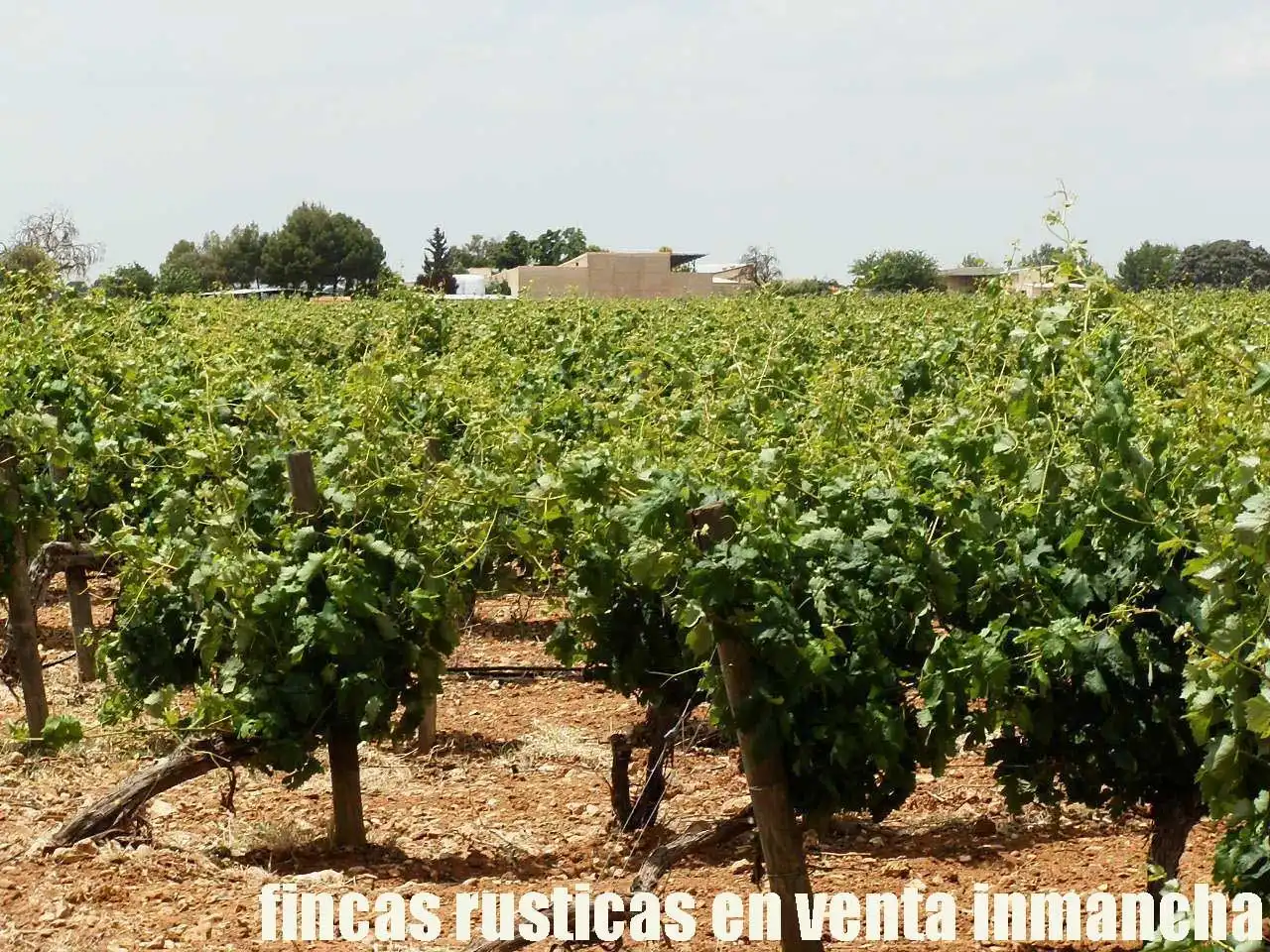 Terreni e lotti in vendita a Villarrobledo, imagen 9