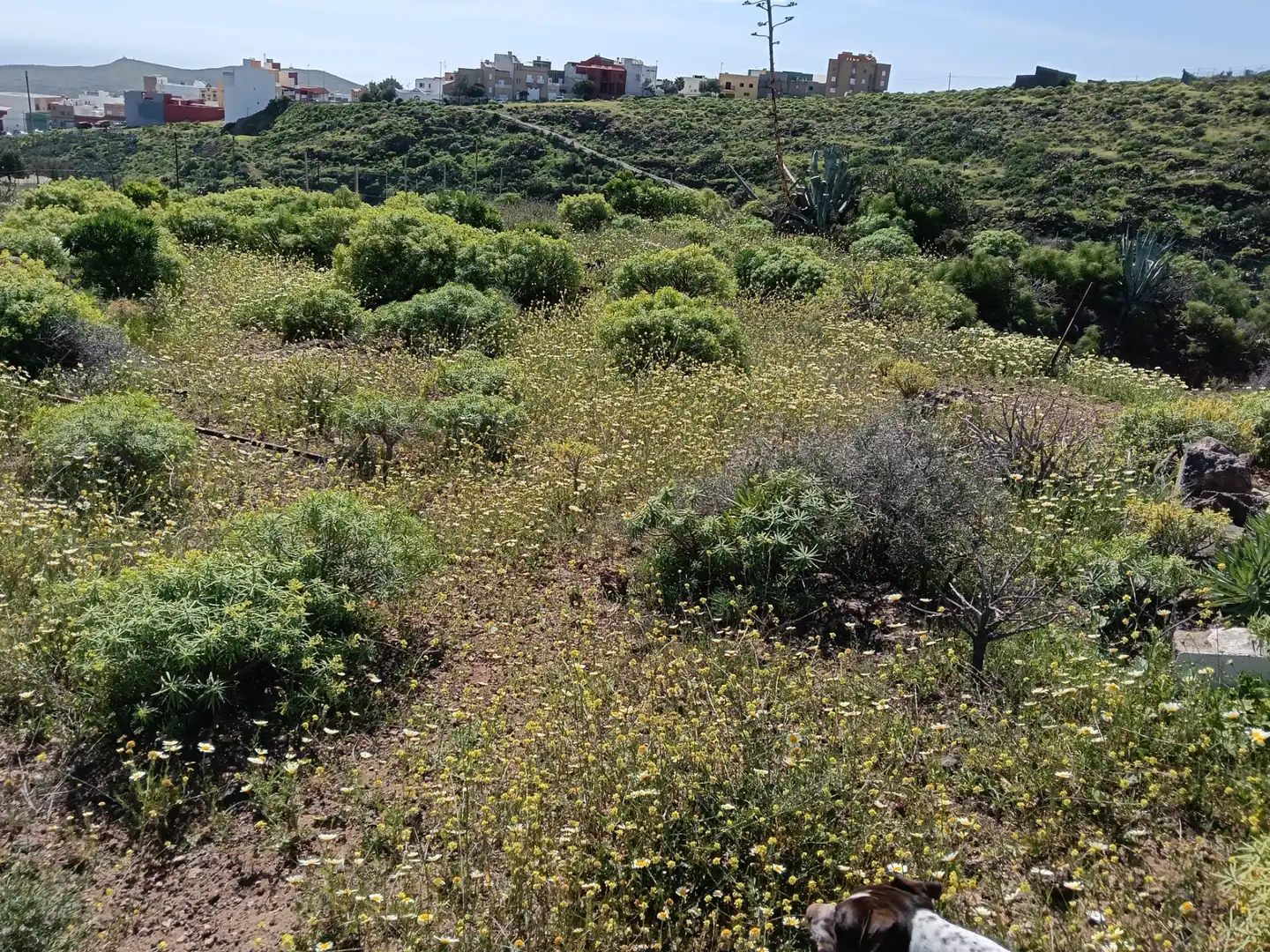 Rural land for sale in Sequero, imagen 24