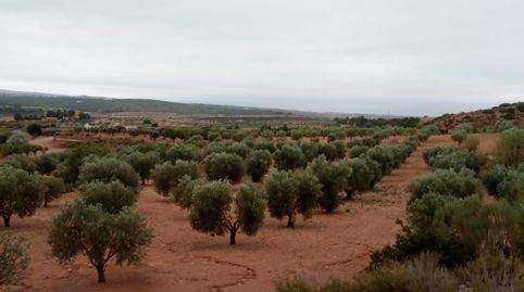 olivar de 30.000 m2, immagine 5