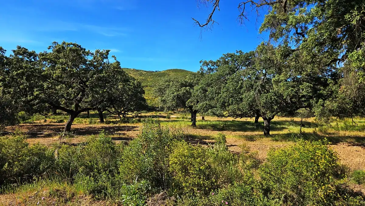 Country homes for sale in Zufre  with Private garden