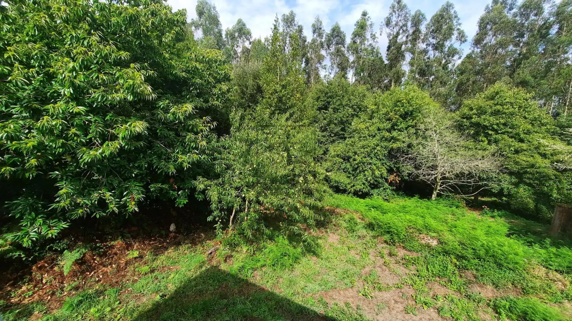 Casa rústica amb jardí en venda a COUCE, imagen 26