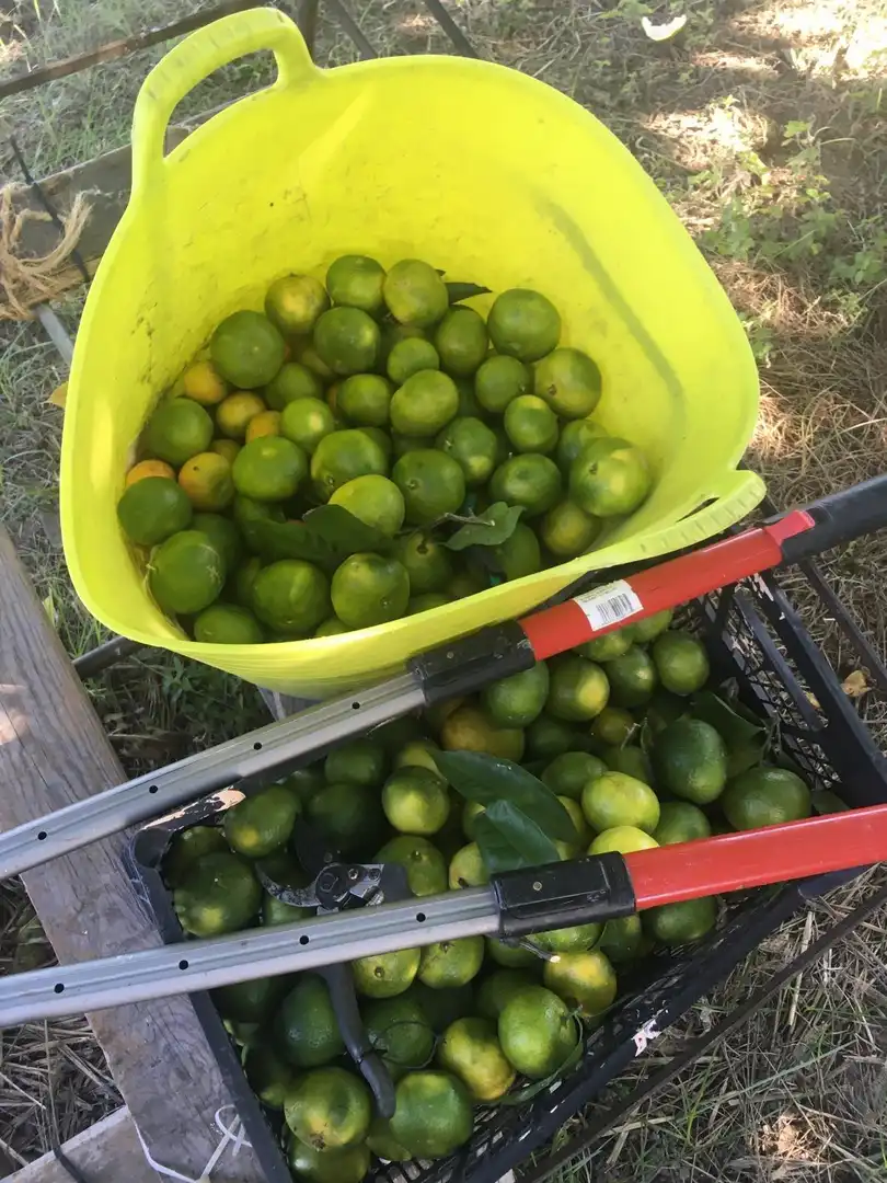 Jardí de Finca rústica en venda en Xerta amb Calefacció
