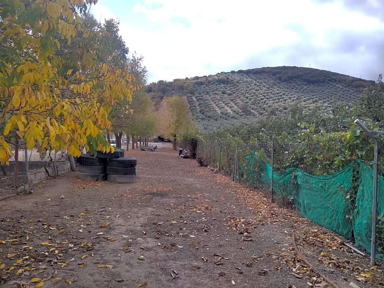 Vista exterior de Finca rústica en venta en Benalúa de las Villas con Jardín privado, Terraza y Trastero