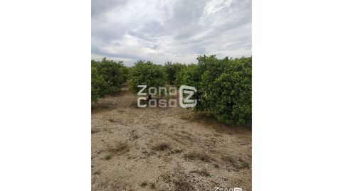 Finca Rustica  Venta Algemesí, Bild 3