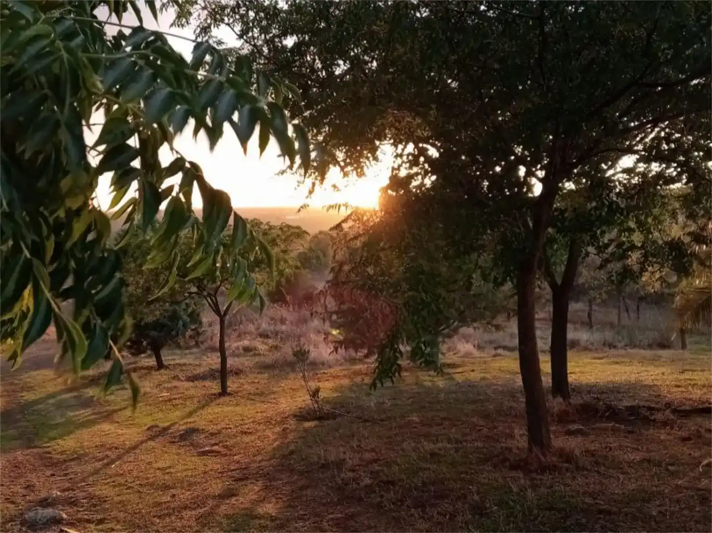 Finca rústica en venda en Azuaga