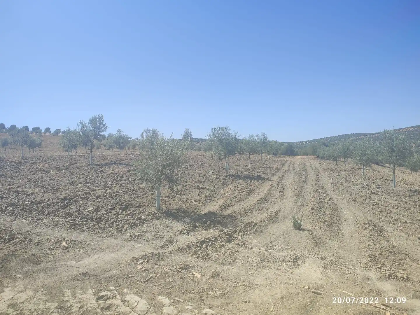 Lands and plots for sale in Bujalance