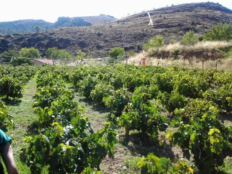 Casa rústica amb jardí en venda a Guadix, imagen 13