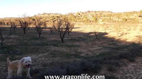 Foto 2 de Finca rústica en venta en Fabara, Zaragoza