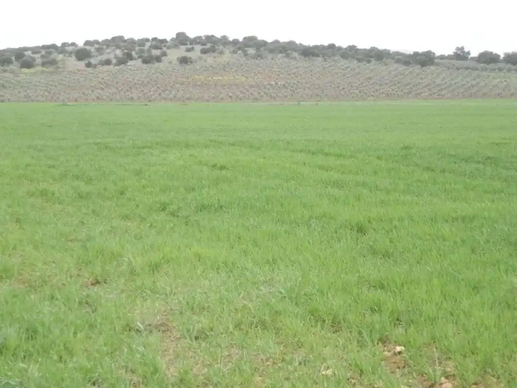 Terreno rustico in vendita a Centro - Plaza Mayor, imagen 4