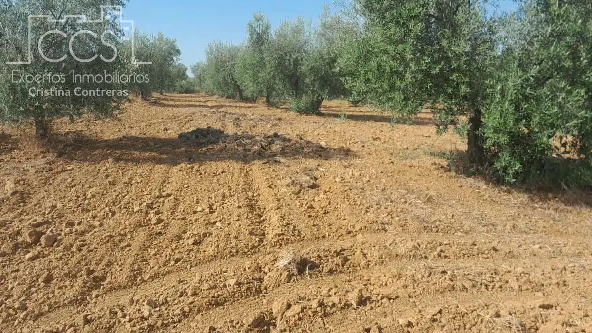 Terreno rustico in vendita a Almonte ciudad, imagen 4