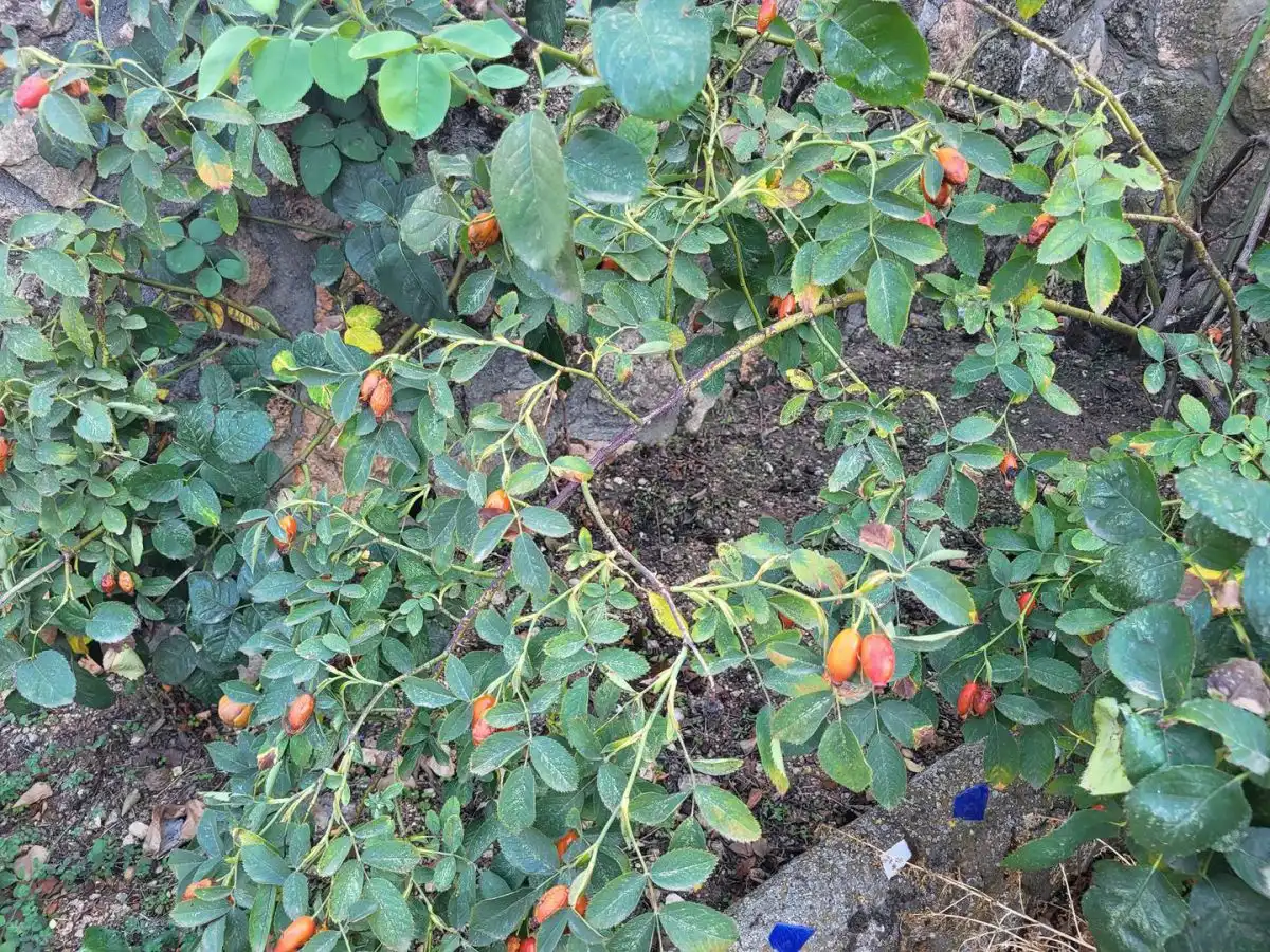 Jardí de Casa o xalet en venda en Sisante amb Calefacció, Jardí privat i Terrassa