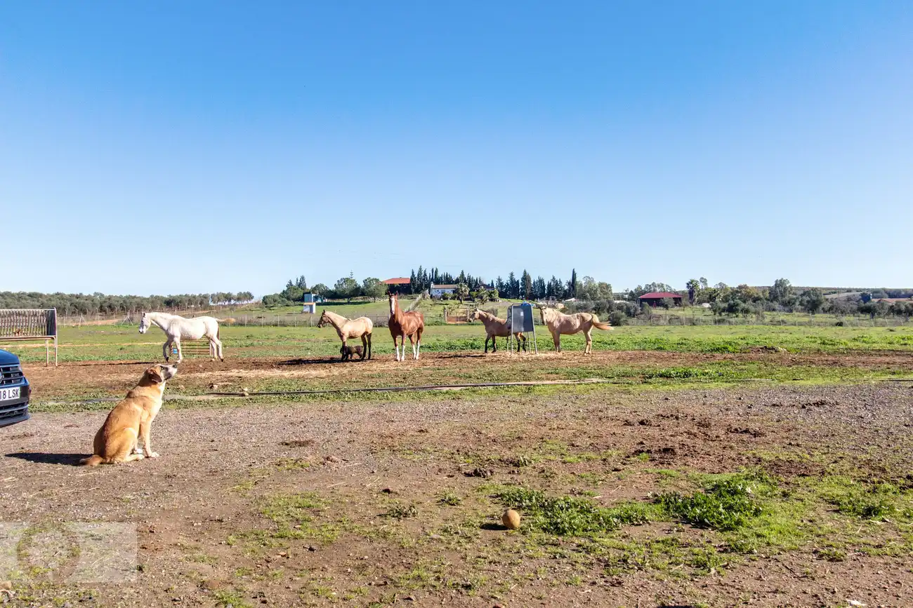 Vista exterior de Finca rústica en venta en Trigueros