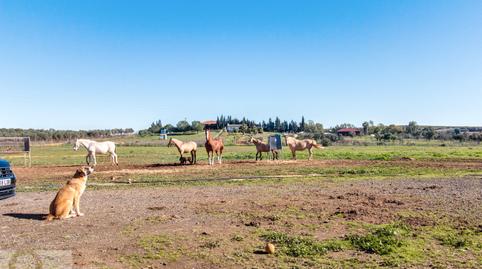 Foto 4 von Country house zum Verkauf in Paraje Canilla, Trigueros, Huelva