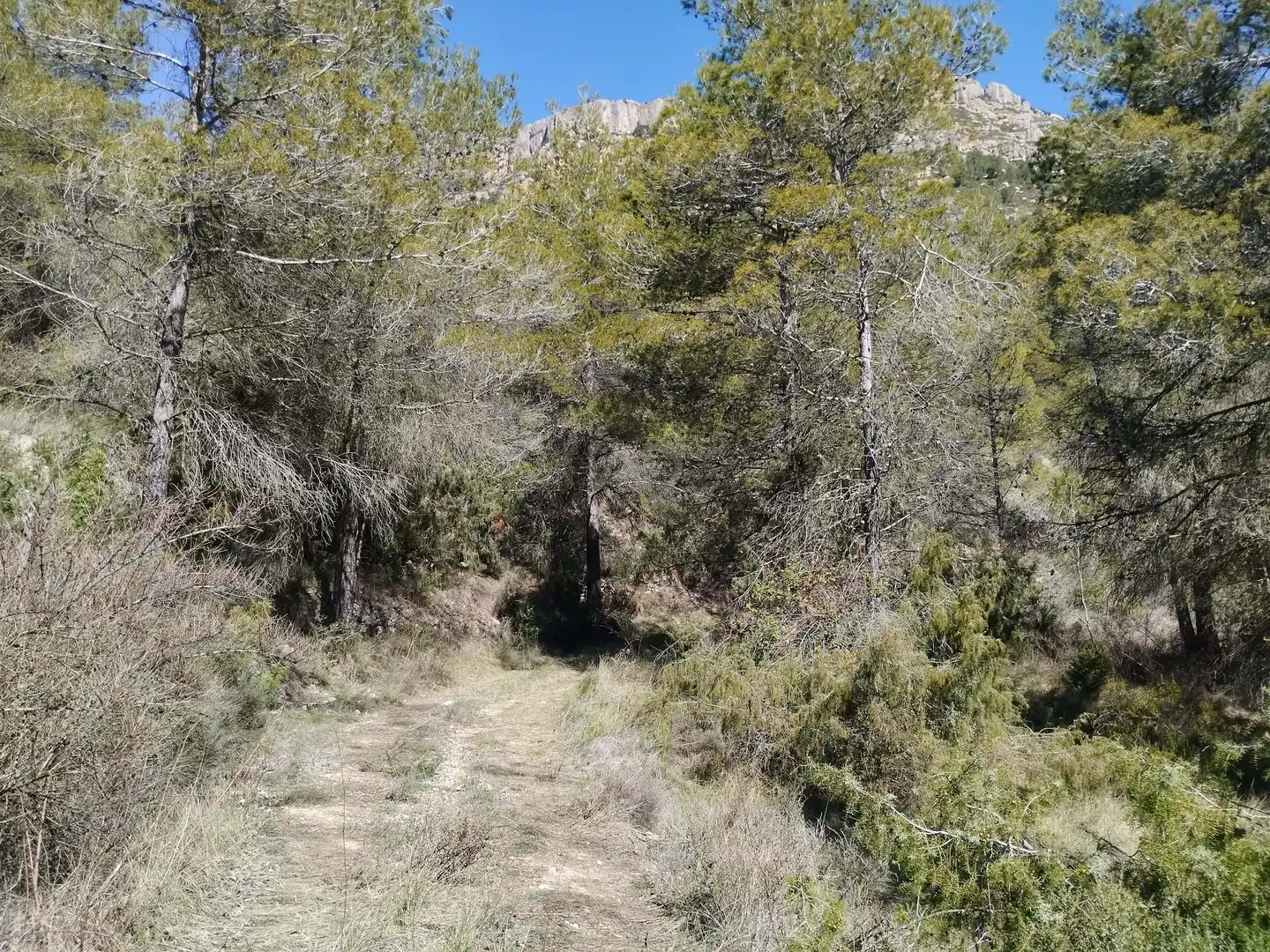 Terreno en venta en La Morera de Montsant