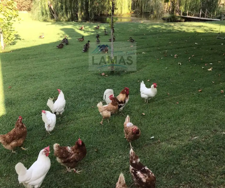 Jardí de Finca rústica en venda en Belvís de Monroy amb Aire condicionat, Jardí privat i Piscina