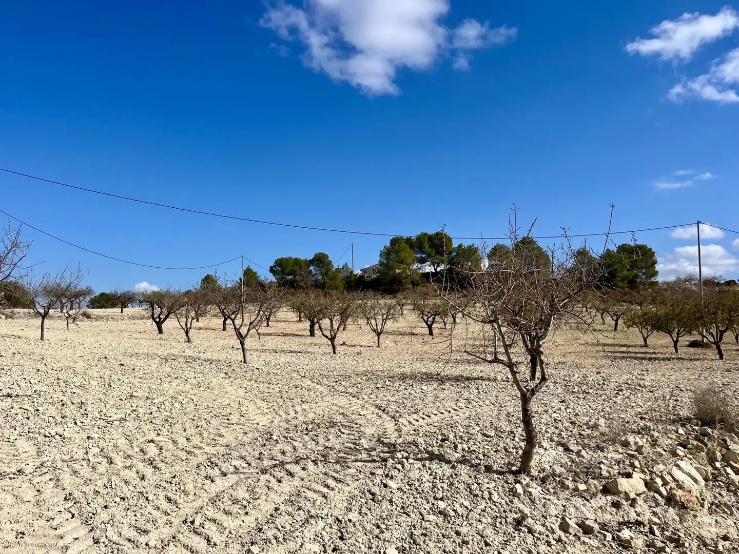 Lands and plots for sale in Bullas, imagen 3