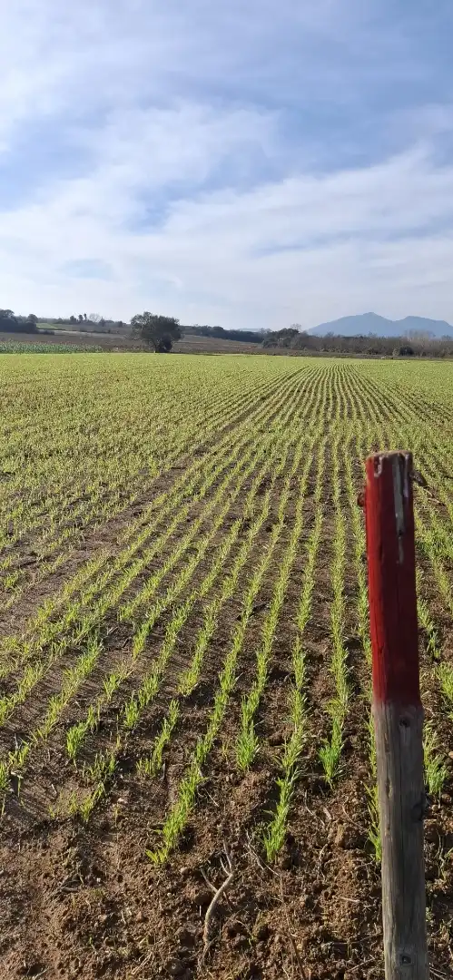 Terreno en venta en Vilafant