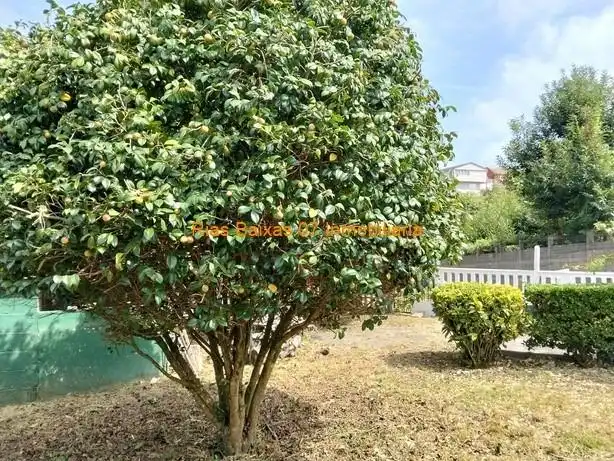 Maison avec jardin à vendre à Sardoma - Castrelos, imagen 45