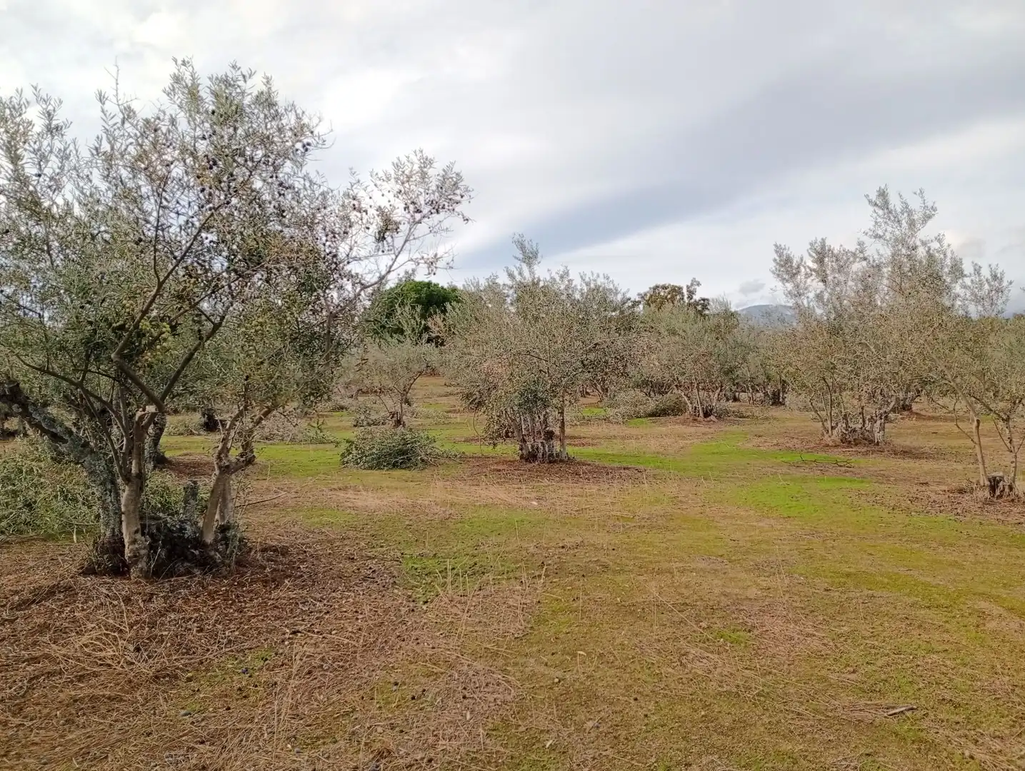 Terreni e lotti in vendita a Villanueva de la Vera, imagen 13