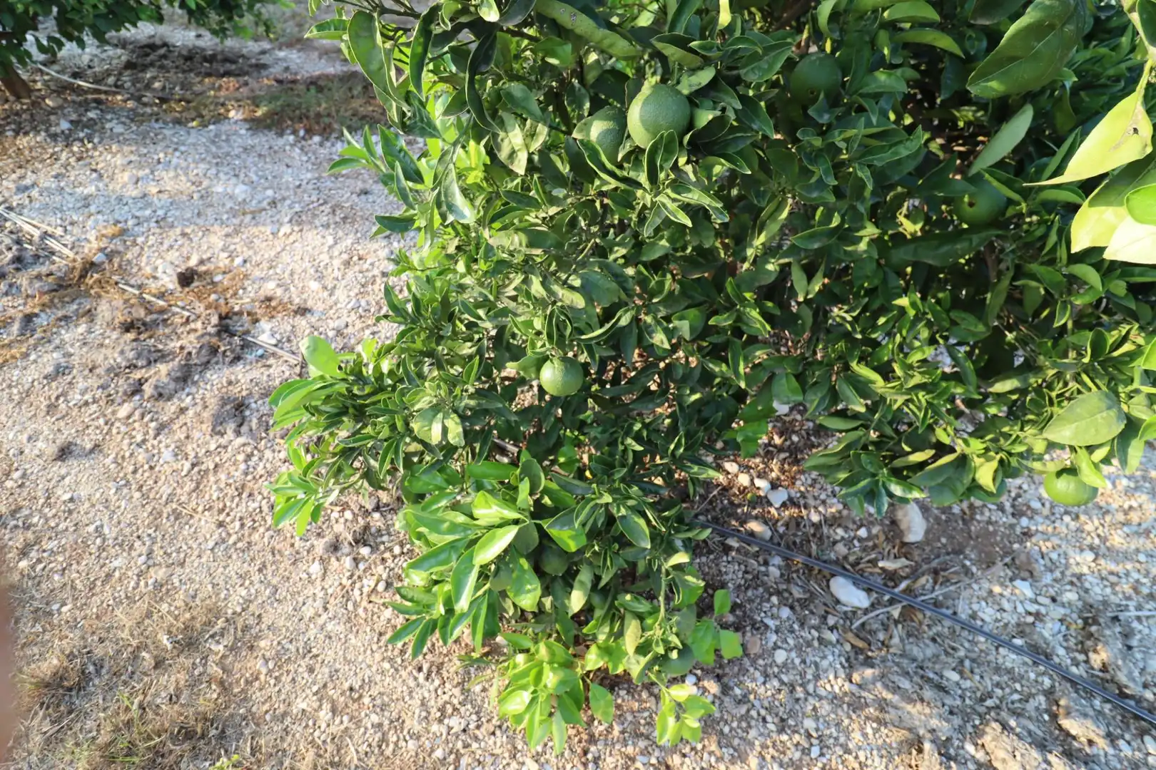 Jardí de Terreny en venda en Vinaròs
