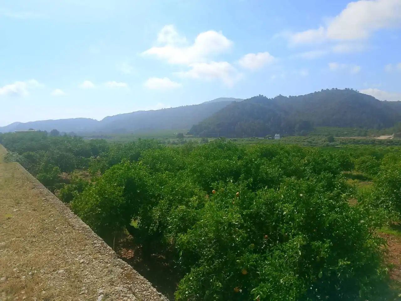 Land for sale in L'Atzúbia