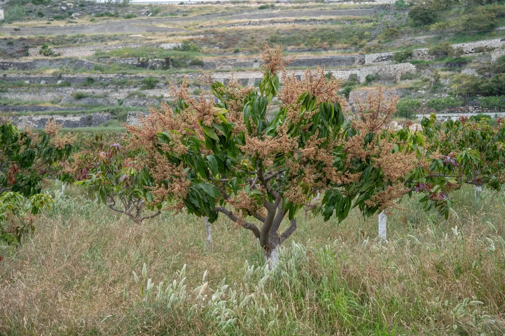 Terreni e lotti in vendita a Carretera Málaga 74, imagen 59