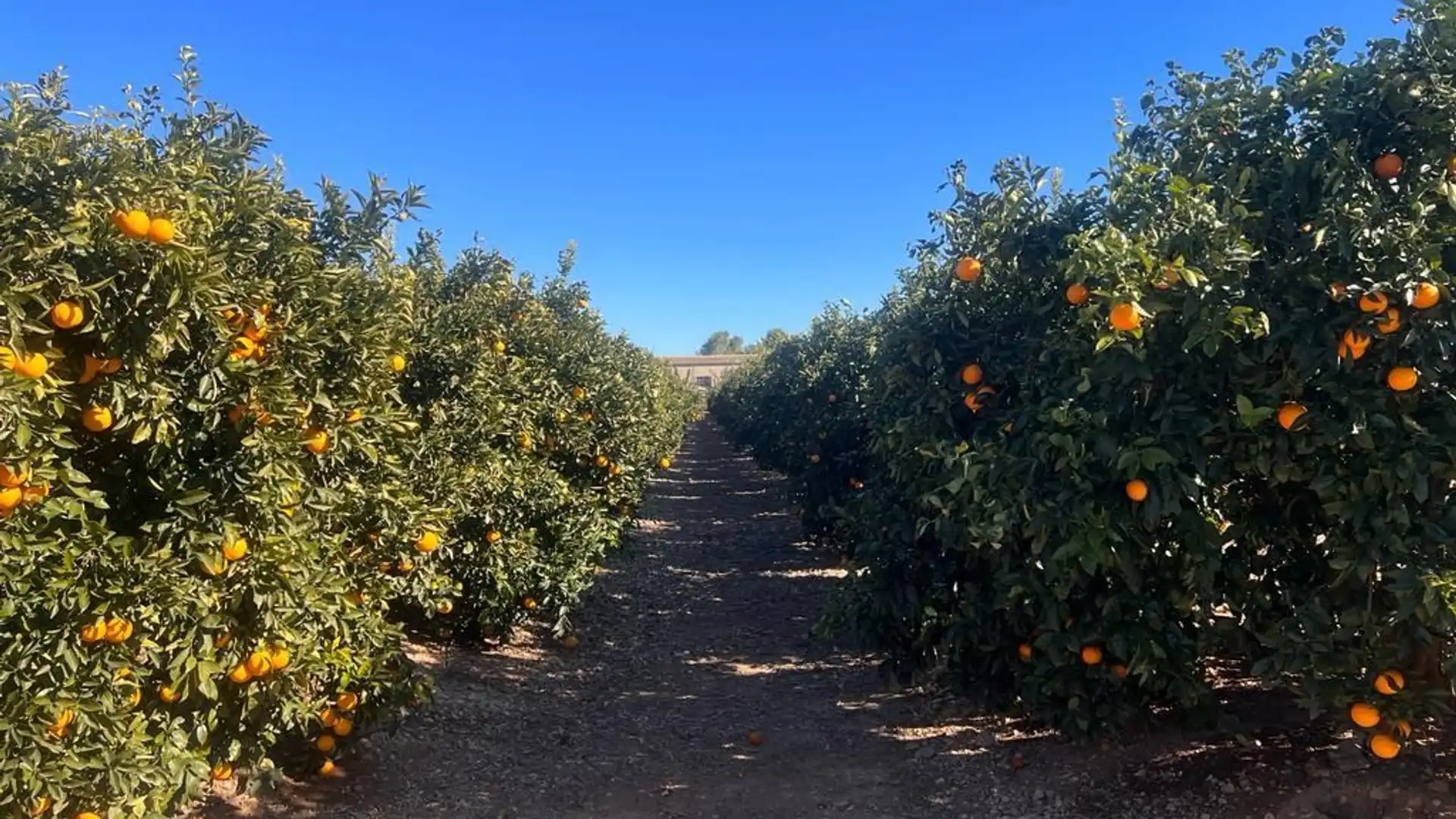 Exterior view of Country homes for sale in Llíria