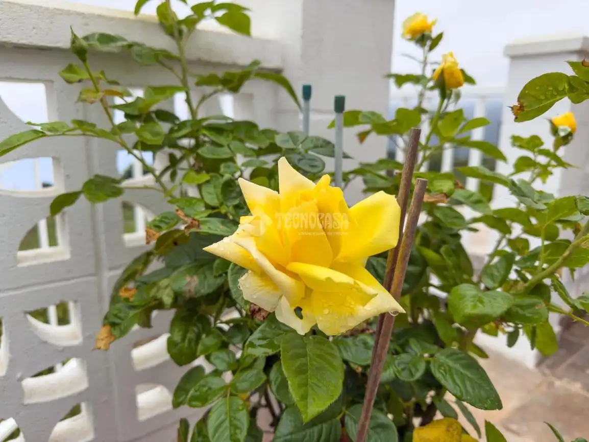 Jardín de Casa o chalet en venta en La Orotava con Terraza