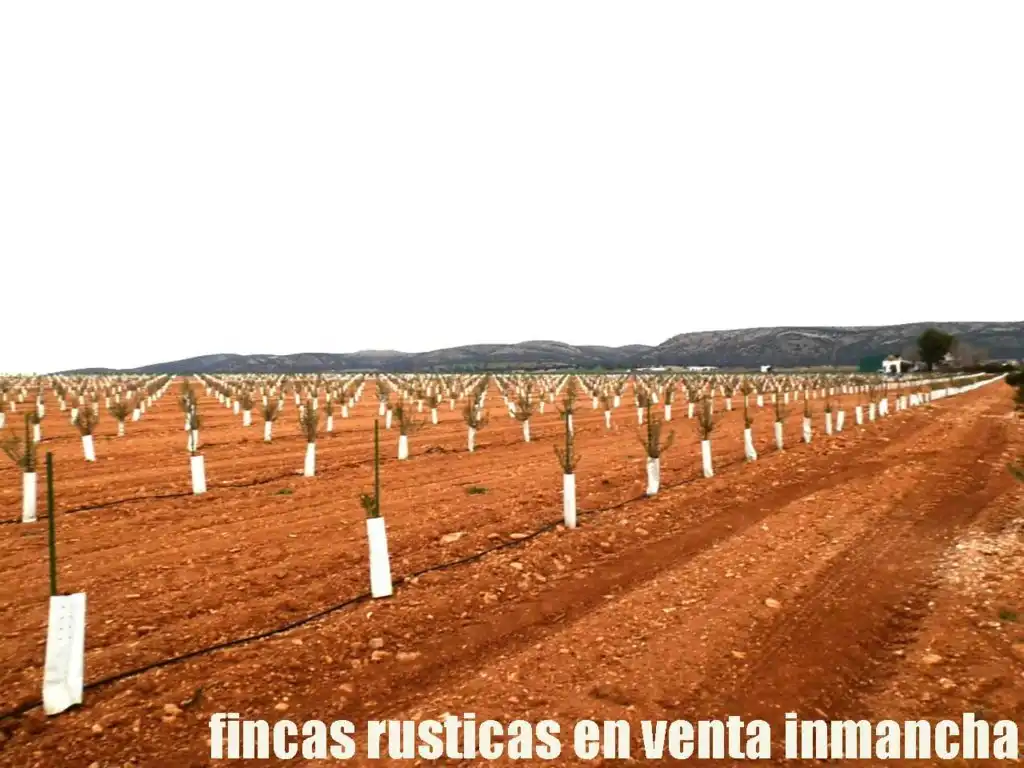 Rural land for sale in Valdepeñas, imagen 14