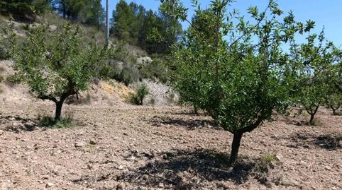Terreno rústico de 6.681 m2 en Cehegín  Paraje El Chaparral, immagine 4
