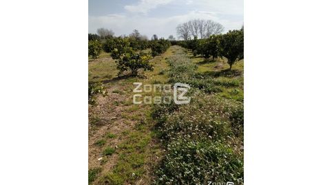Finca Rustica  Venta Algemesí, imagen 2
