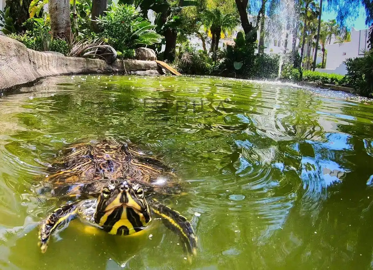 Jardín de Piso en venta en Marbella con Terraza, Piscina y Amueblado