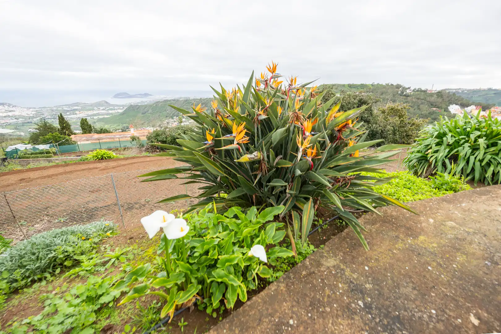 Jardín de Casa o chalet en venta en Arucas con Calefacción, Jardín privado y Terraza