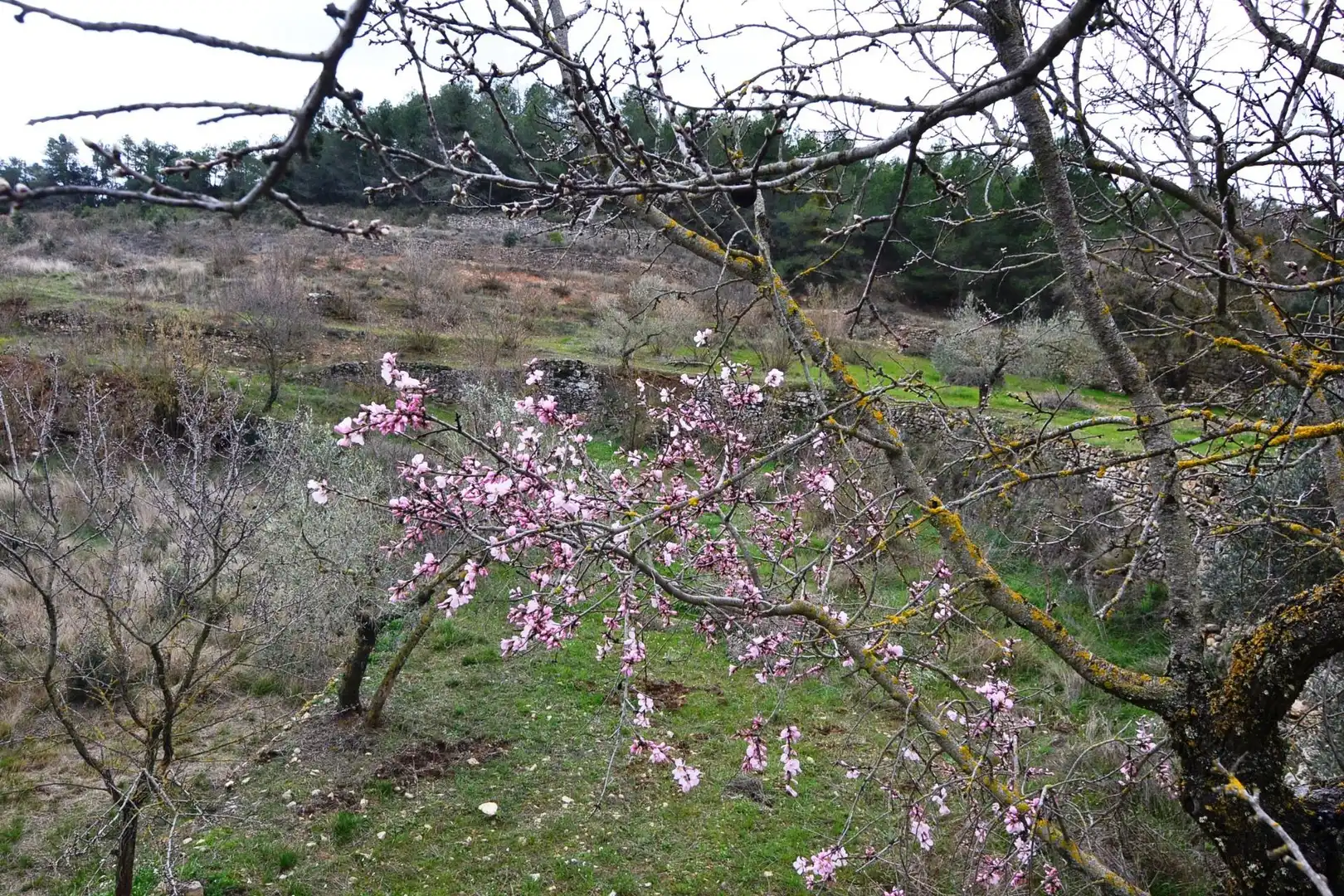 Jardín de Terreno en venta en Vilalba dels Arcs