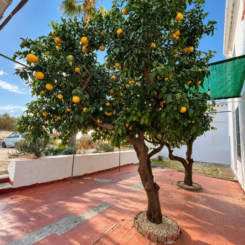 Maison avec terrasse à vendre à Calle Sevilla 1, imagen 11
