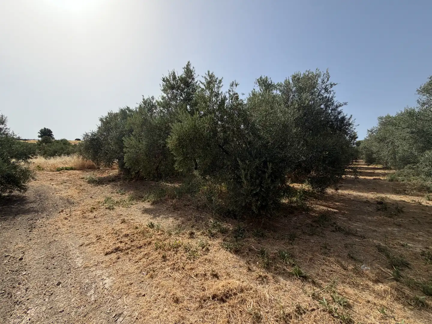 Terrenos y solares en venta en Carretera de Circunvalación 55D, imagen 5