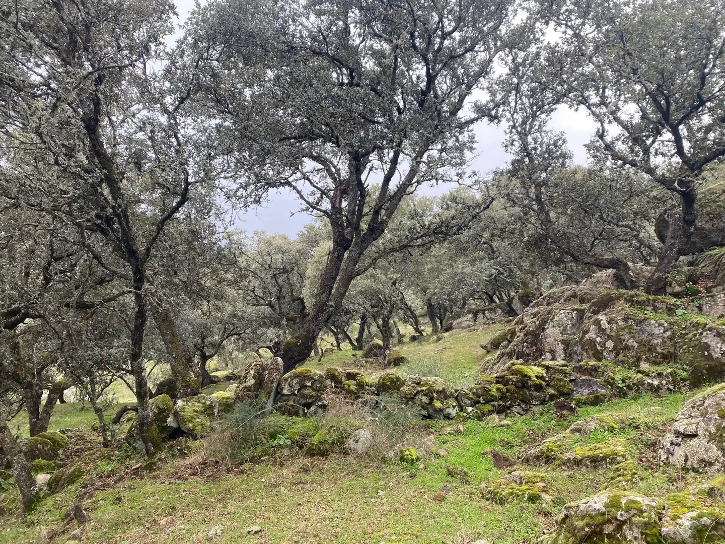 Terreni e lotti in vendita a Navamorcuende, imagen 16