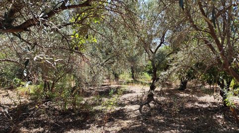 Finca Rúst. en venta en Murchas., imatge 5