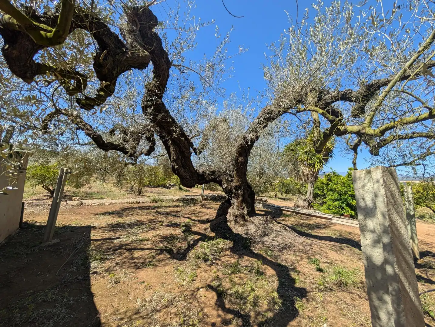 Grundstücke zum Verkauf in Ulldecona